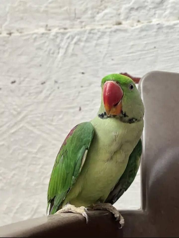 raw parot 1