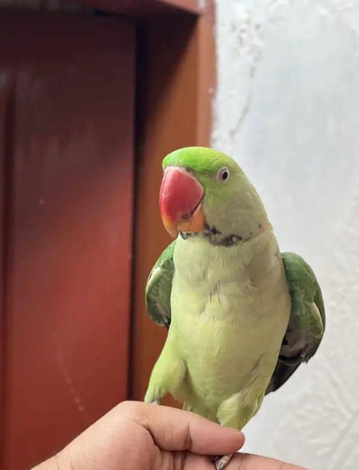 raw parot 2