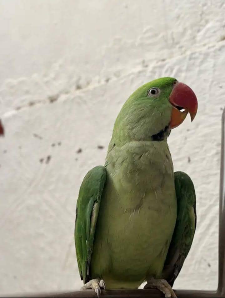 raw parot 3