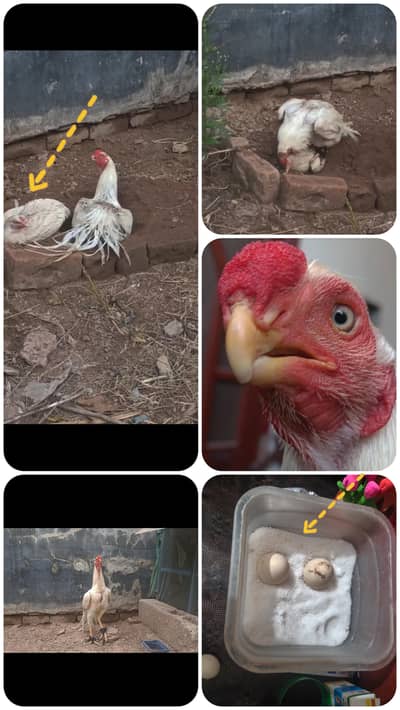 parrtebeak egg with heera aseel madi