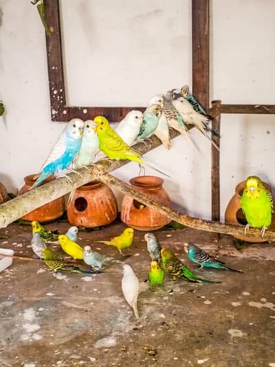 Healthy and Active Budgies / Bajri Parrots