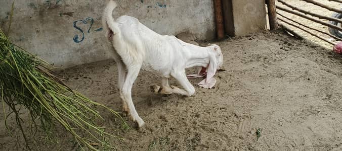 pure gulabi female