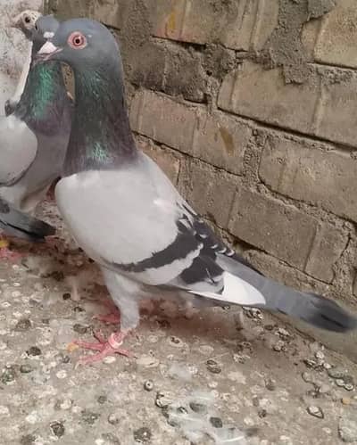 mix pigeons for different price
