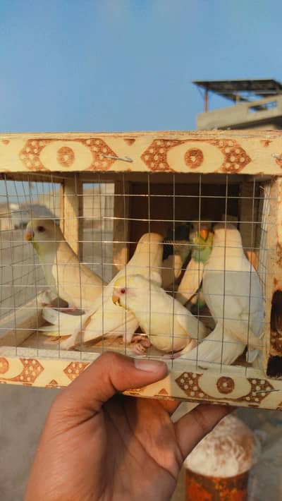 Top Quality Budgies Pied, cremino, Albino