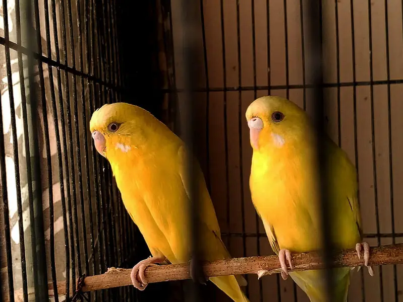 Healthy and Active Budgies / Bajri Parrots
