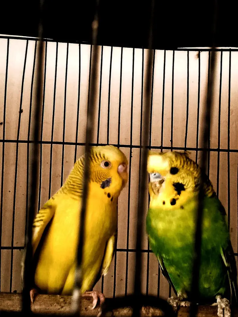 Healthy and Active Budgies / Bajri Parrots — photo 2