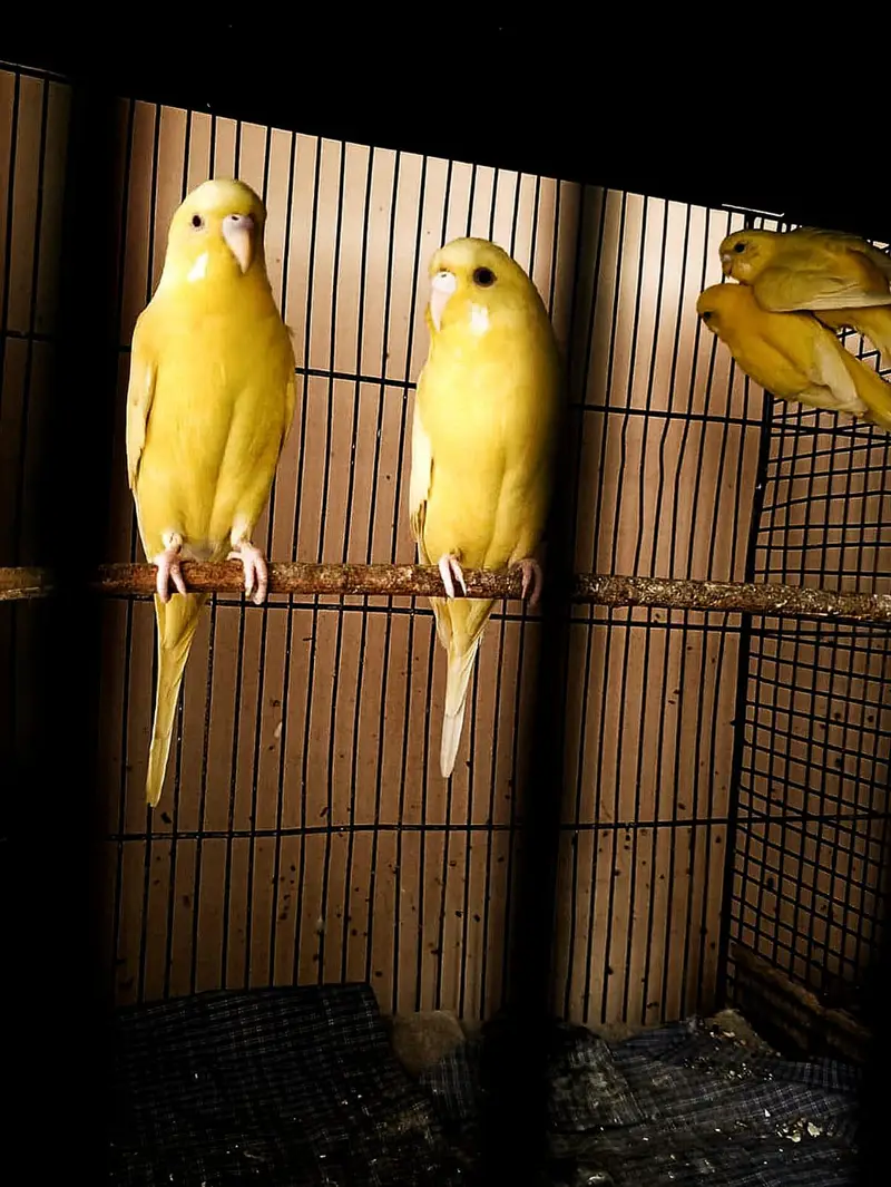 Healthy and Active Budgies / Bajri Parrots — photo 3