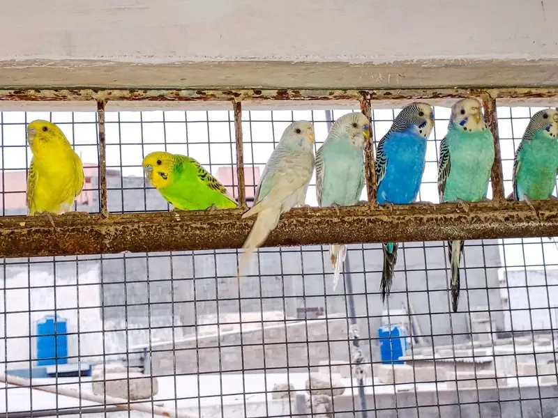 Healthy and Active Budgies / Bajri Parrots — photo 4