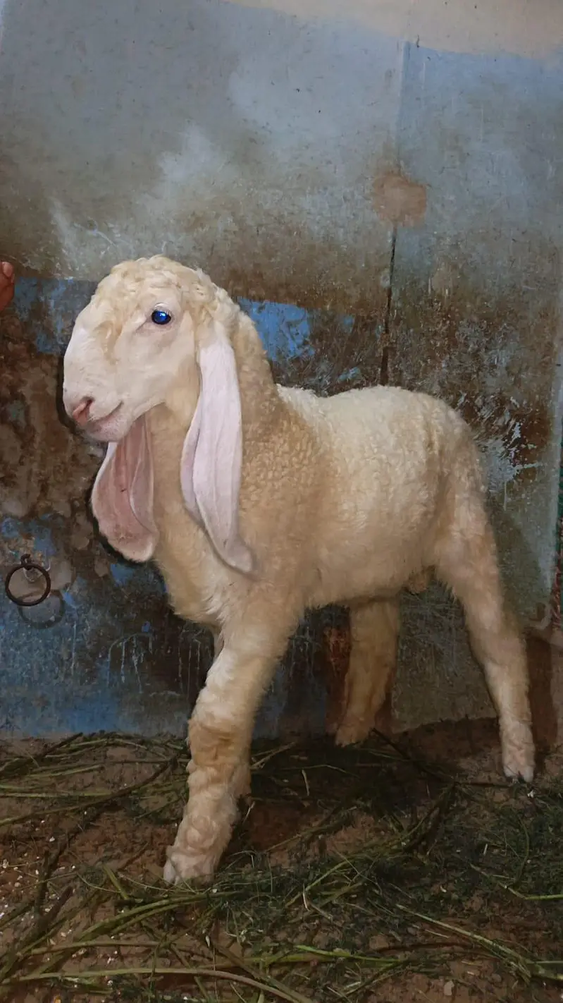 Pure Full Gulabi Larkana — photo 4