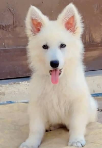 German shepherd puppies for sale healthy