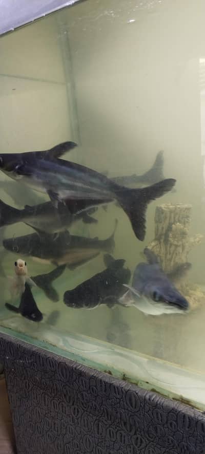 Blue line shark
