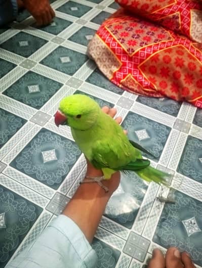 Indain ringneck parrot male.