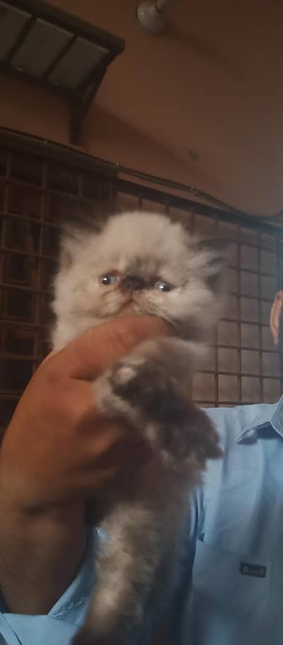 Top class Himalayan kittens for sale.