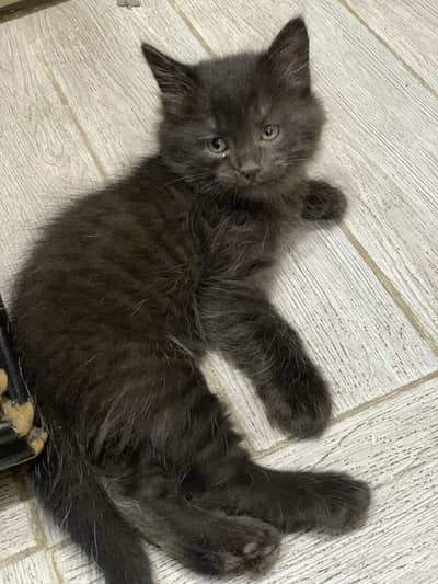 Persian Kitten