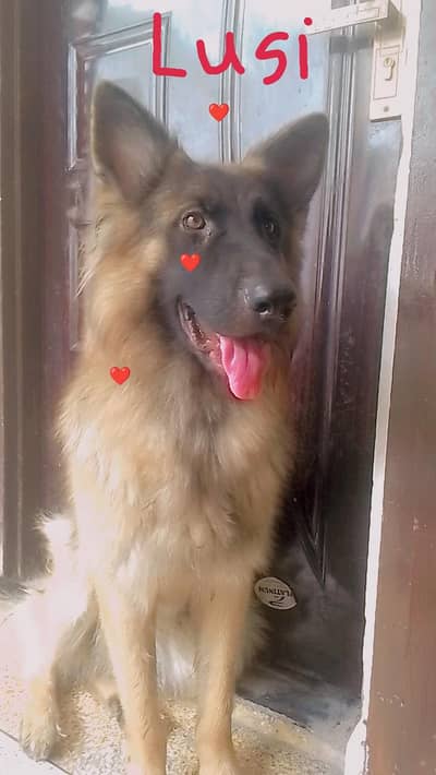 pair of German shepherd Triple long coat non-pedigree heavy bone