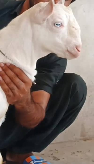 taddy bakra