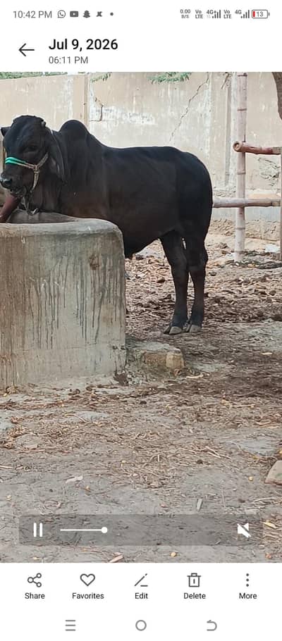 Polled Smoke Progeny