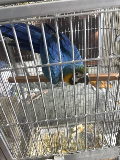 Blue Gold macaw