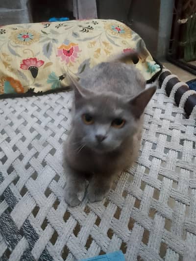 3 core
