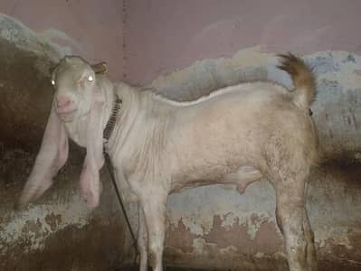 Masha allah gulabi bakra bakri