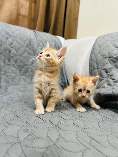 Double coat cats