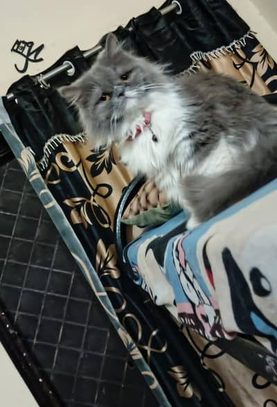 Female cat for sell