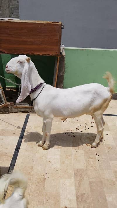mashallah bakri achi
