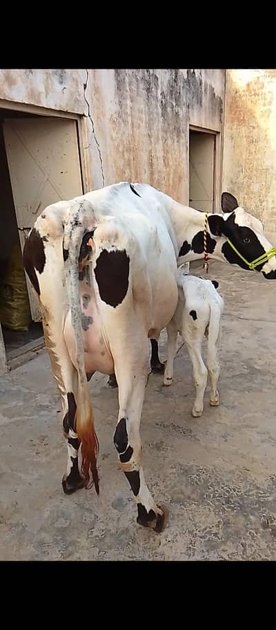 frezion cross cow for sale (03354431092)