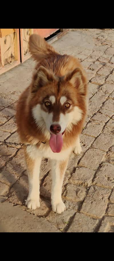 Siberian husky