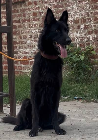 German shepherd female available