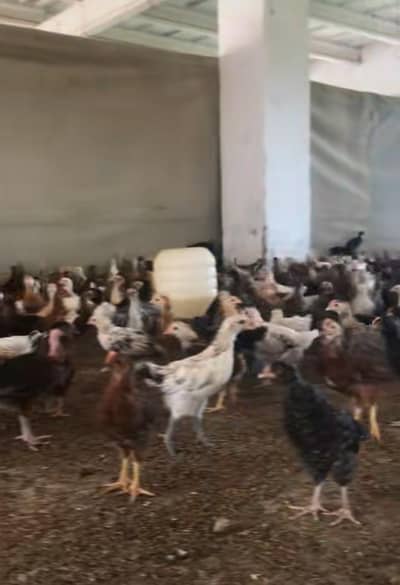 fully vaccinated bird say mashallah plz