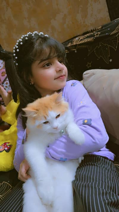 persian cats for sale