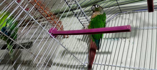 pineapple birds