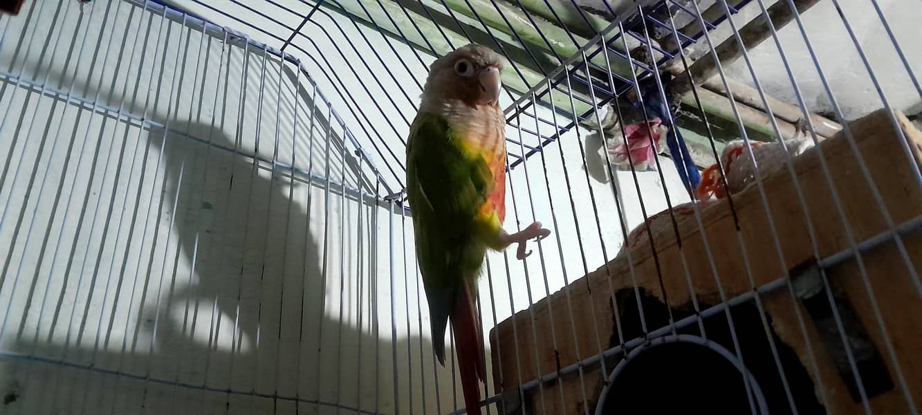 pineapple birds 1