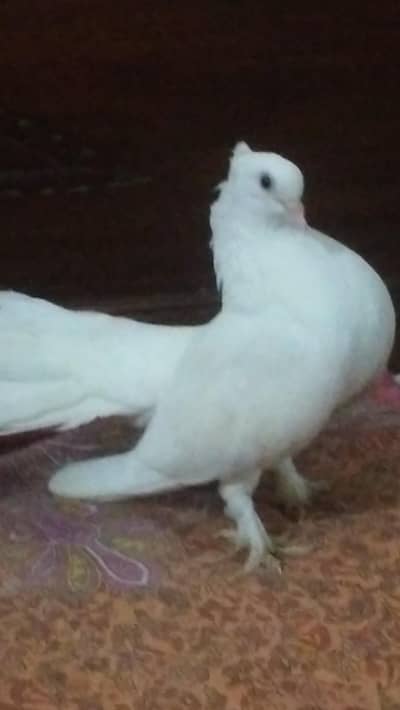 lucky female kabootar