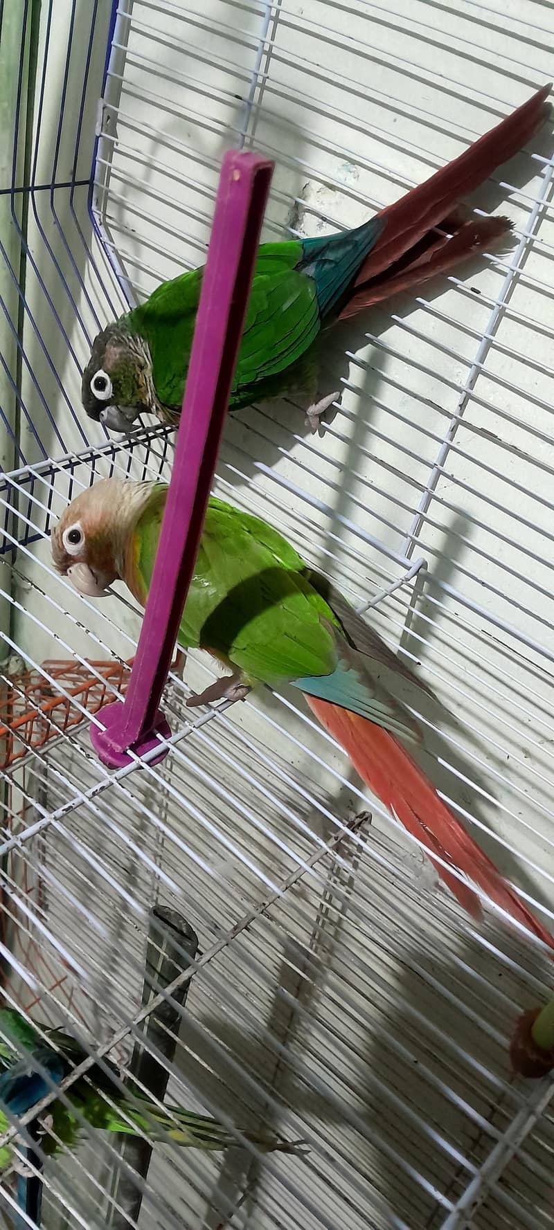 pineapple birds 2