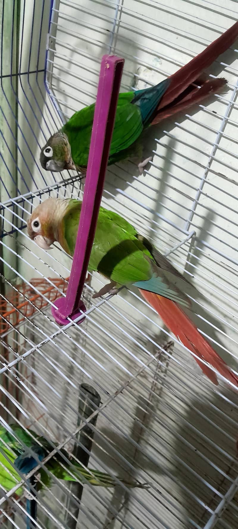 pineapple birds 3