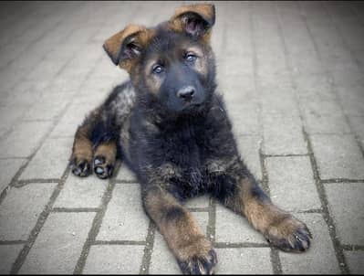 Pure working line ddr german shepard pupies available