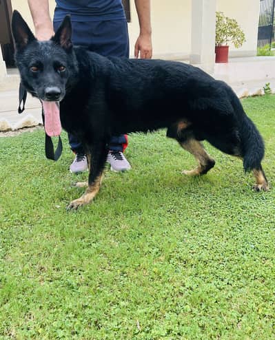 Black German shepherd Male | Healthy, Active & Well Trained