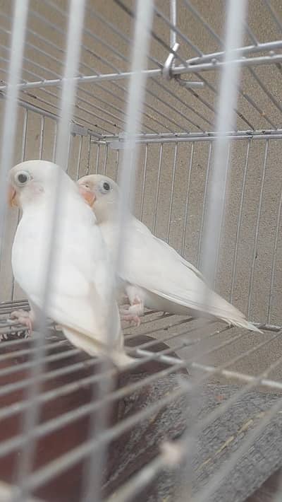 Love Birds Pair for sale