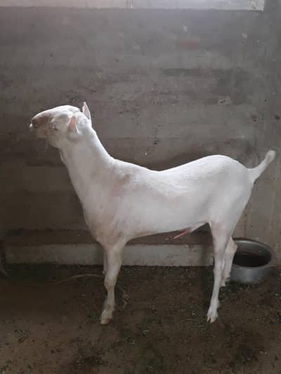 Russian teddi goat