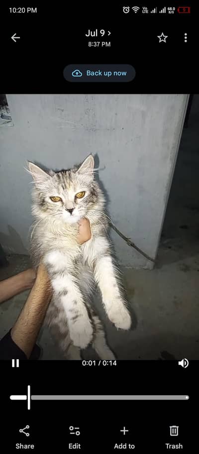 hethy tubby silver cat  urgent sale