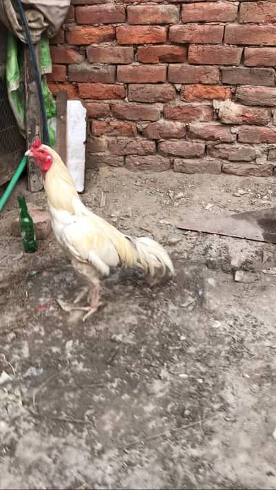jis bahi ki smjh men aye rabta kare
