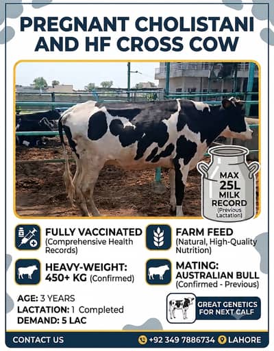Pregnant Cow for sale | Cholistani and HF Cross