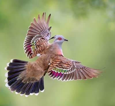 Crusted Dove