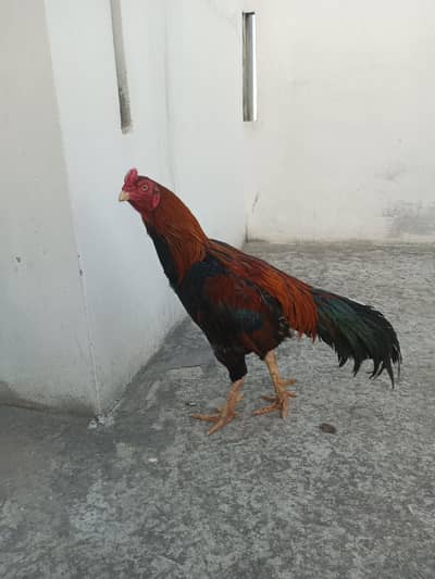 Pure Aseel murga for sale High Quality  Chakwal