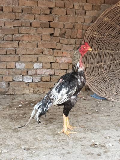 Male Aseel For Sale