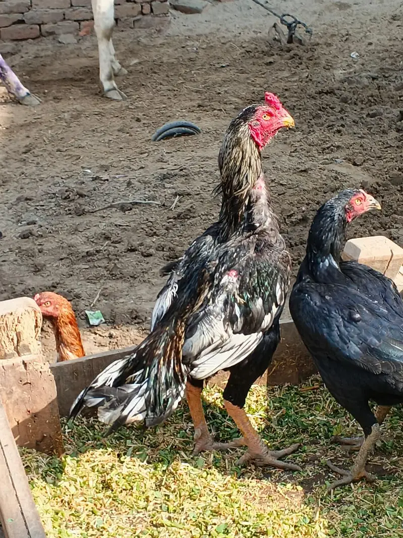 Male Aseel For Sale — photo 2
