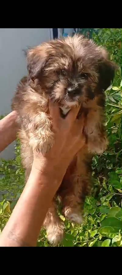 shitzu female puppy urjunt sale