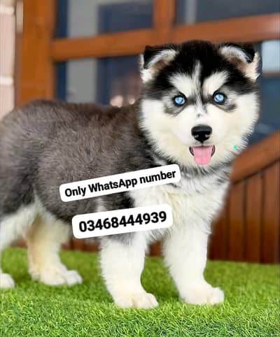 Husky dog 3 month age